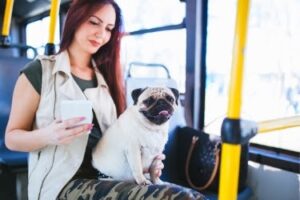 Dog riding a bus in Billings, MT