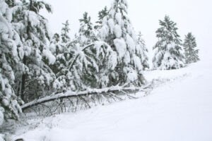 Trees covered in snow