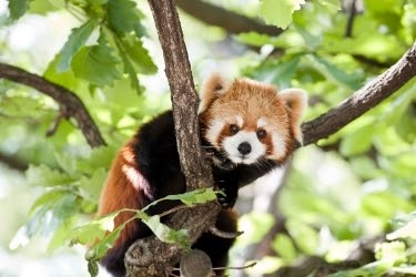 Red Panda on top of a tree
