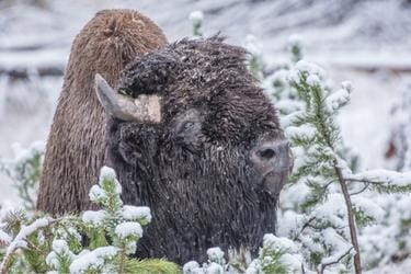 A bison covered with snow