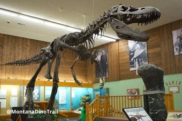Albertosaurus and Outlaws, Phillips County Museum, Malta