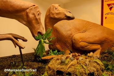 Maiasaura Parents & Kids at Depot Museum