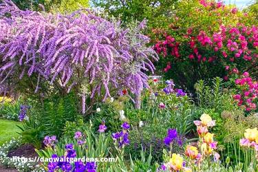 Garden filled with flowers