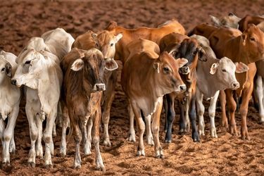 Lots of calves together