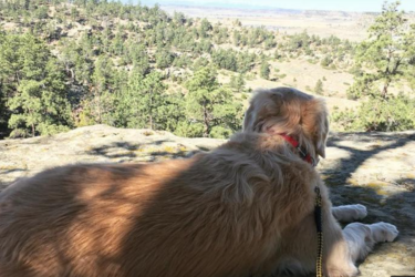 Dog chilling at a hiking trail